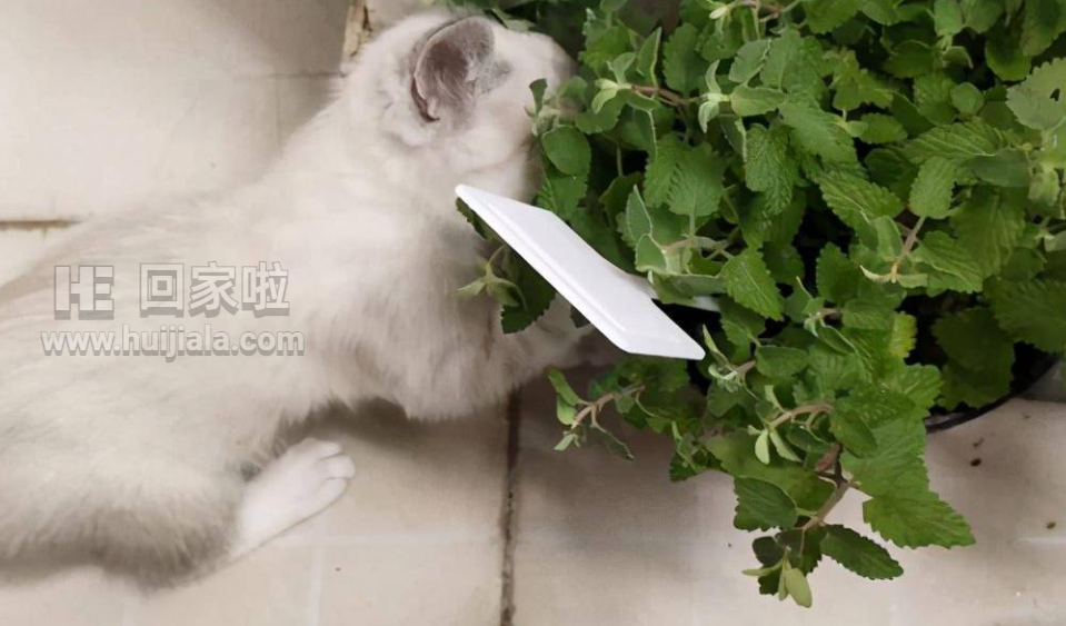 猫薄荷对猫有什么作用可以吃吗?猫薄荷对猫有危害么